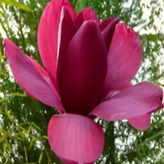 แม็กโนเลีย (Magnolia) สีแดง / 5 เม็ด (Japan)