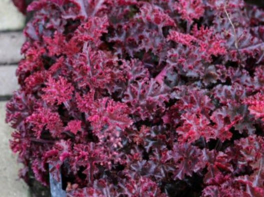 ฮิวเชร่า (Heuchera Melting Fire) / 15 เม็ด (Australia)