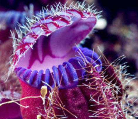 กระเป๋าจิงโจ้ (Cephalotus Giant Clip) คละ / 100 เม็ด