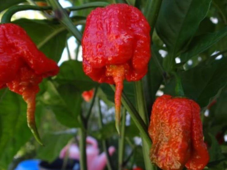 พริก 7 Pot Primo แดง / 15 เม็ด (USA)