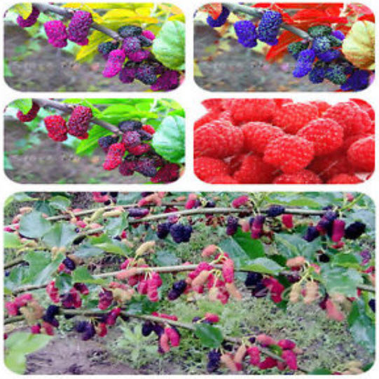 หม่อน (Mulberry) 3 สี / 100 เม็ด (นอก)