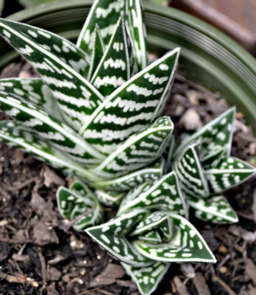 ว่านหางจระเข้ด่าง (Aloe Variegata) / 5 เม็ด (Spain)*