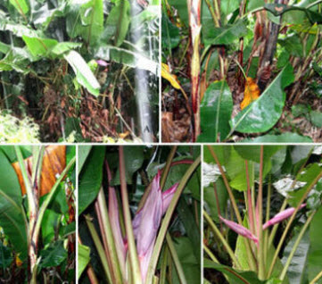 กล้วยป่า (Wild banana) / 5 เม็ด (USA)