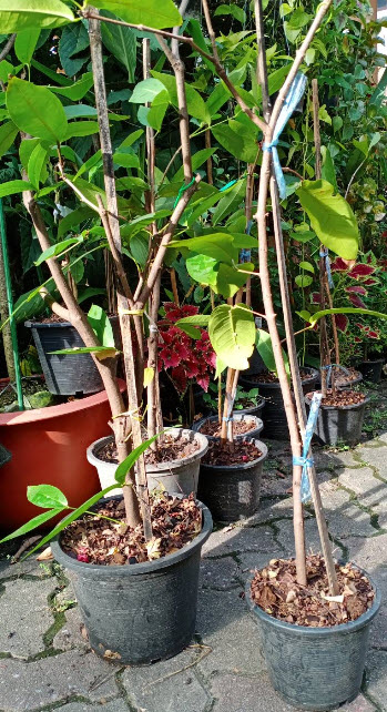 ต้นชมพู่หวานอินโด สูง 55-70 ซ.ม.