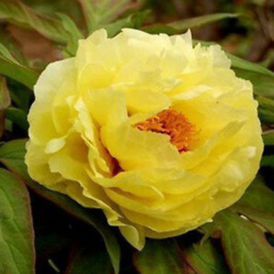 โบตั๋น (peony) เหลือง / 20 เม็ด (นอก)