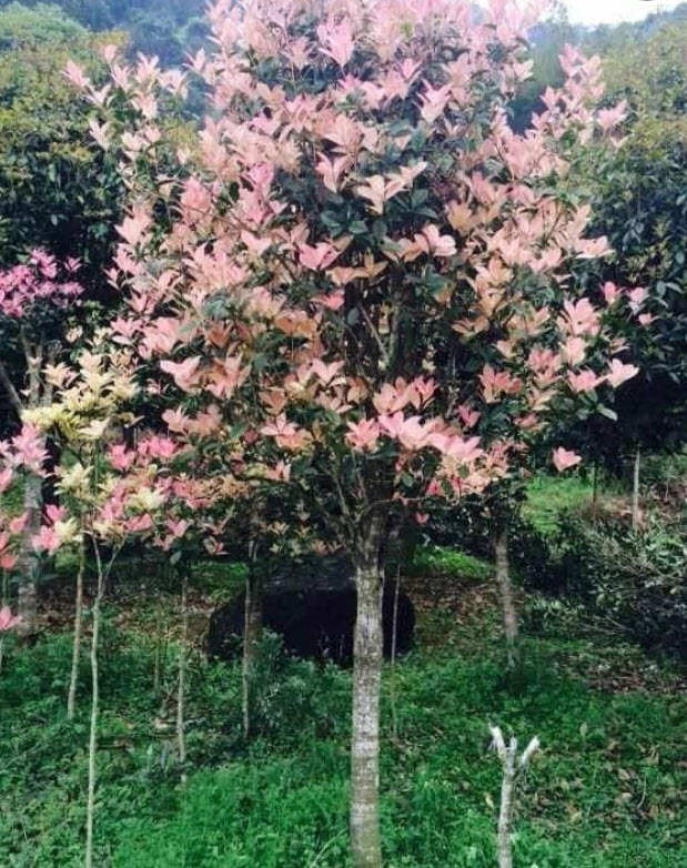 ต้น หอมหมื่นลี้ กุ้ยฮวา 七彩桂花 กระถาง 5-6 นิ้ว สูง 30-50 ซ.ม. ต้นไม้นำเข้า