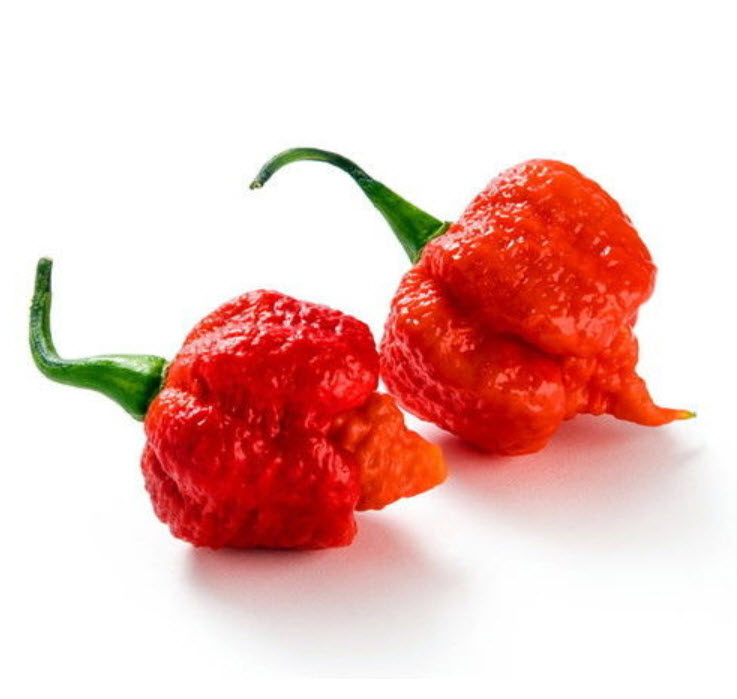 พริก Carolina Reaper / 10 เม็ด (UK)