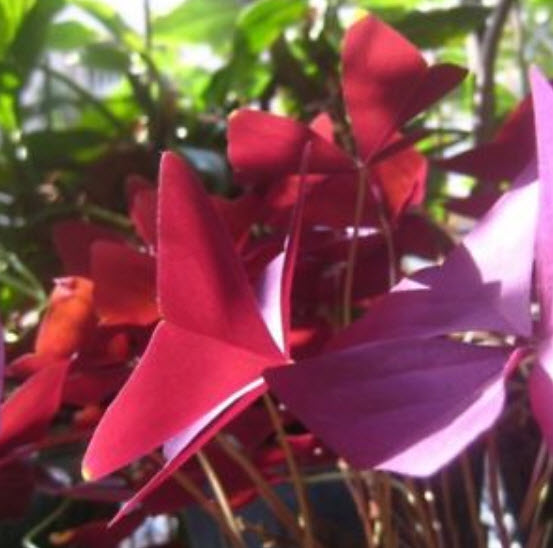 ผีเสื้อราตรี / อ็อคซาลิส (Oxalis) สีม่วง-แดง / 20 เม็ด (S074)