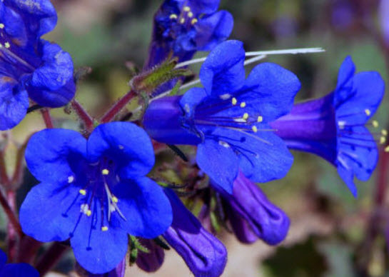 แคลิฟอร์เนีย บลูเบล (California Bluebell) / 100 เม็ด (UK)