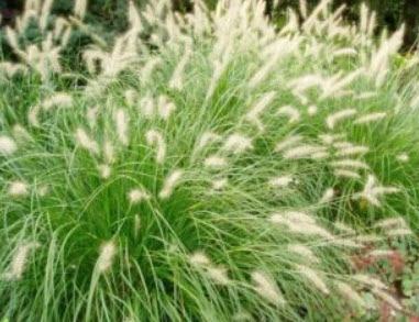 หญ้าน้ำพุจีน (Fountain grass) / 25 เม็ด (USA)