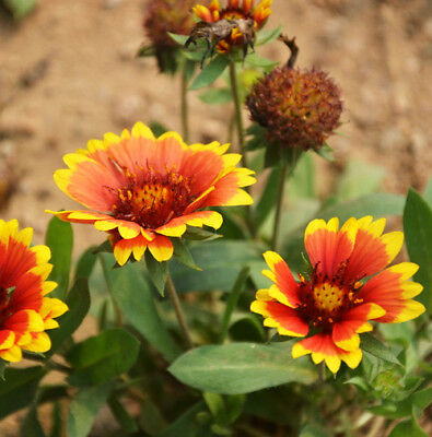 เดือนฉาย หรือ เกลลาเดียร์ (Blanketflower / Gaillardia) / ซอง 30 เม็ด (A075)