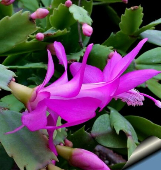 คริสมาสแคคตัส (Christmas Cactus) สีชมพู / 25 เม็ด