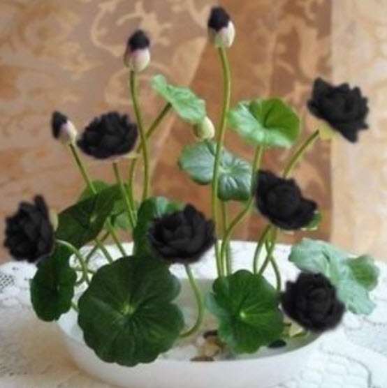 บัวอ่าง (bowl lotus) สีดำ / 5 เม็ด (นอก)