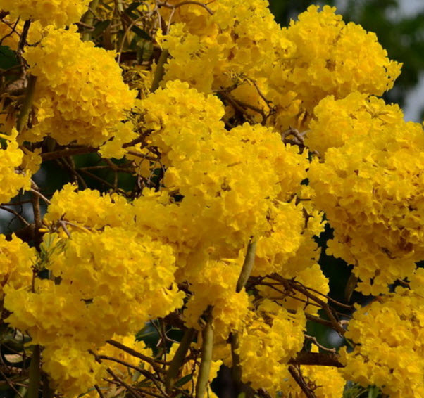 เหลืองสิรินธร/เหลืองปรีดียาธร / 20 เม็ด