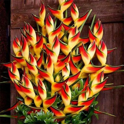 เฮลิโคเนียบอนไซ (Heliconia) คละ / 100 เม็ด