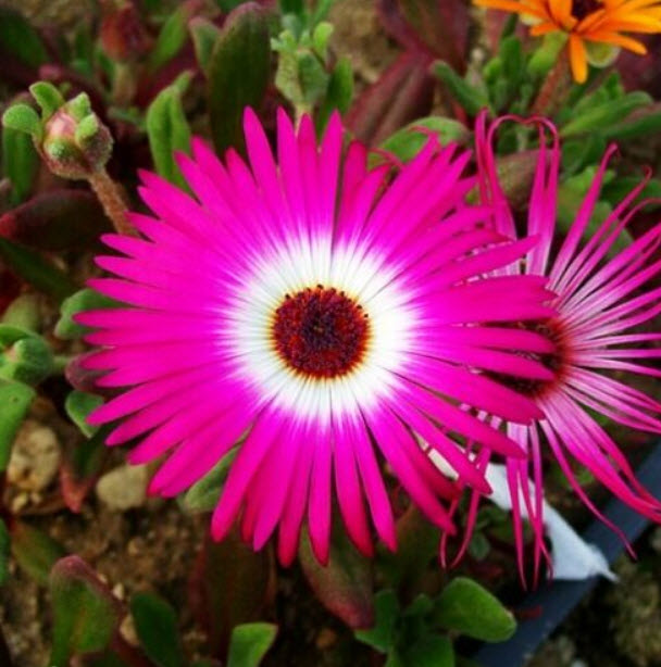 ไอซ์ แพล้นท์ (Ice Plants / Livingstone Daisy) คละ / ซอง 30 เม็ด (A213)