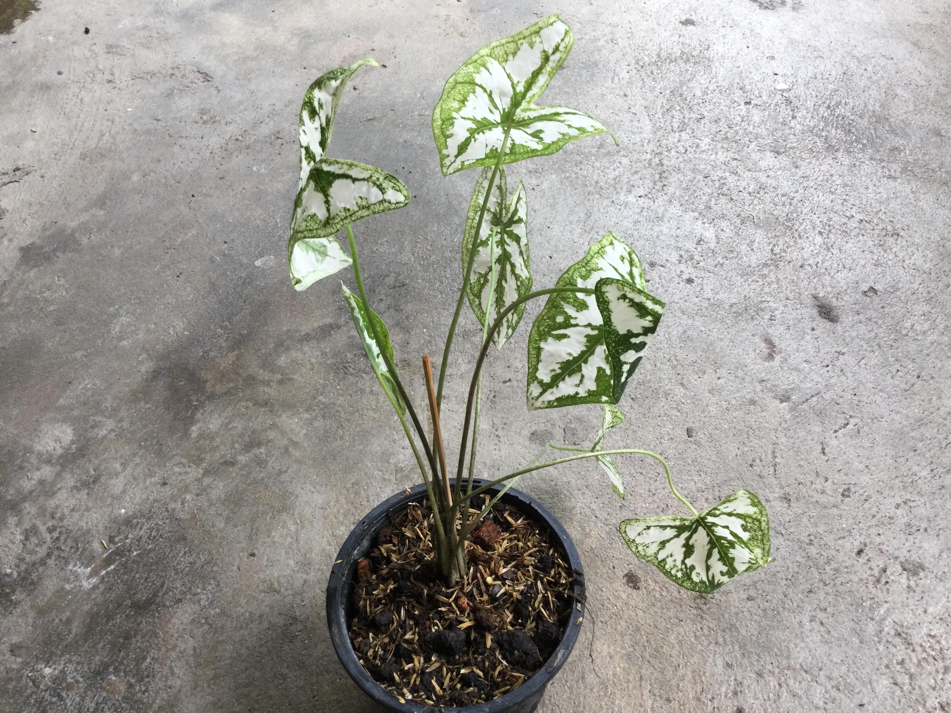 ต้นบอนพระยาเศวต (Caladium humboldtii) กระถาง 6 นิ้ว