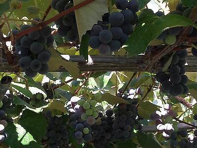 องุ่นดำเคียวโฮน้ำผึ้ง (Honey Kyoho Grape) / 10 เม็ด (USA)