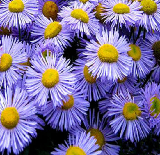 เดซี่หิมาลัย (Erigeron) คละ / 500 เม็ด (UK)