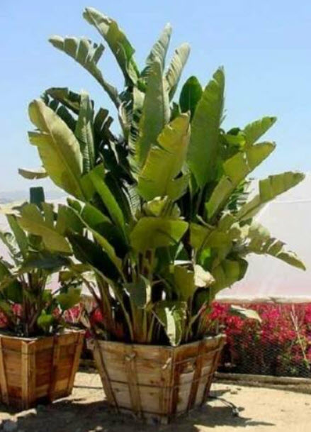 ปักษาสวรรค์ สีขาว (Strelitzia nicolai) พันธุ์ต้นใหญ่ / 5 เม็ด (Italy)