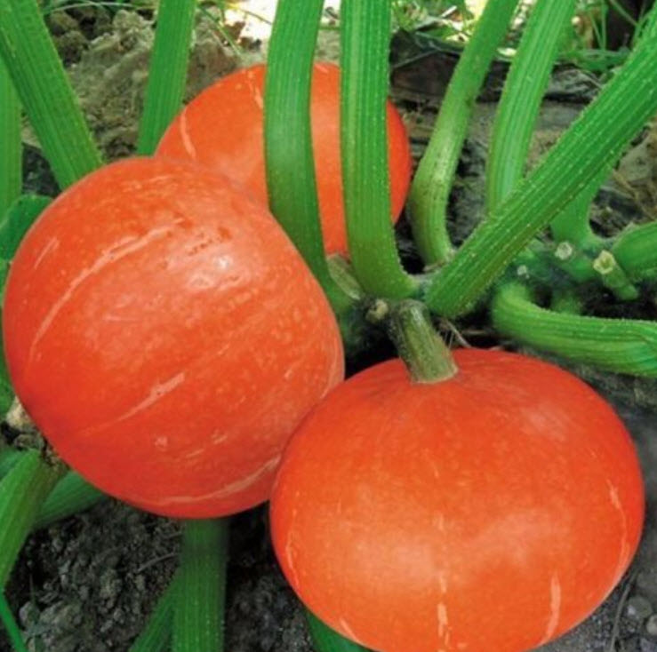 ฟักทอง (Pumpkin) เนื้อสีส้ม / ซอง 6 เม็ด (B118)