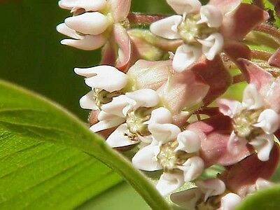 มิลค์หวีด ชมพู (Pink Common Milkweed) / 50 เม็ด (USA)