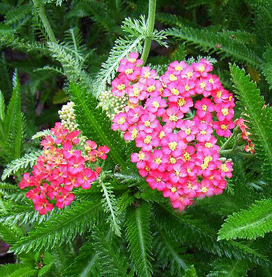 อชิเลีย (Achillea) สีชมพู / ซอง 50 เม็ด (A192)