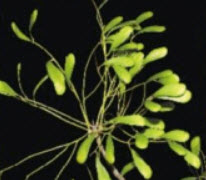 ยีราฟ หรือยูงทอง (Brazillian fire tree) / 5 เม็ด (Australia)