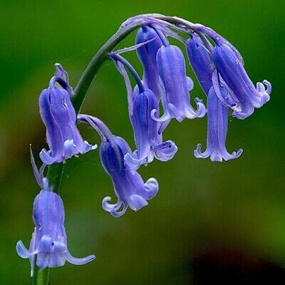 อิงลิช บลูเบลล์ (English Bluebell) / 1,000 เม็ด (นอก)