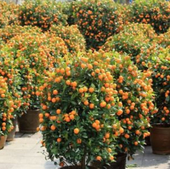 สัมจี๊ด (Kumquat) / 30 เม็ด (นอก)
