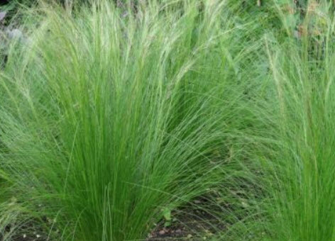 หญ้าขนเม็กซิกัน (Mexican Feather Grass) / 100 เม็ด (France)*