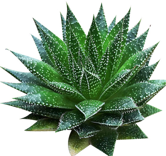 ว่านหางจระเข้ (Aloe Vera) สีเขียวลายขาว / 100 เม็ด