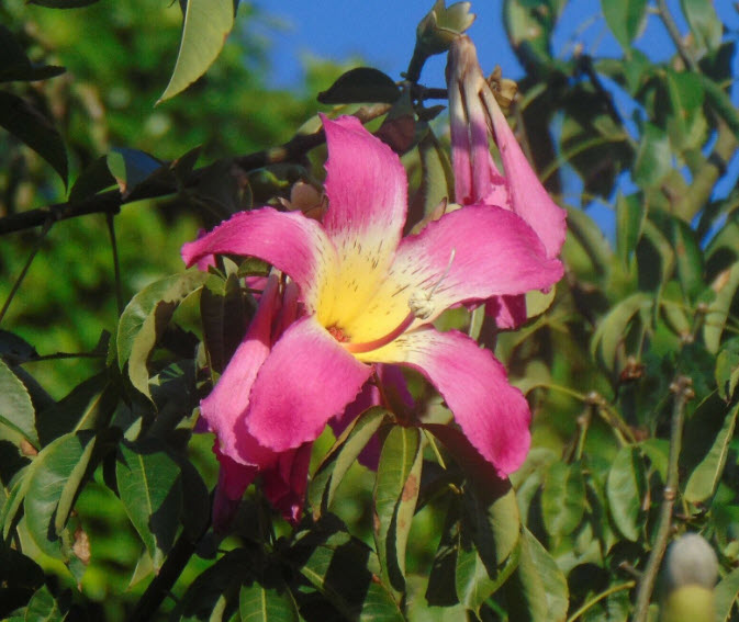 ต้นงิ้วชมพู ไหมจุรี ต้นเสียบยอด สูง 50-70 ซ.ม.