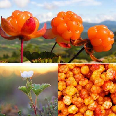 คลาวด์เบอรี่ (Cloudberry) / 10 เม็ด (นอก)
