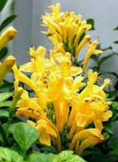 ต้นพวงแสดต้น ดอกเหลือง สูง 30-50 ซ.ม. / ต้น