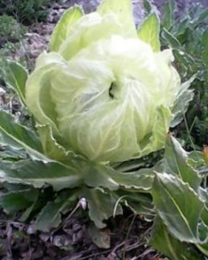บัวหิมะ (Snow lotus / Saussurea) / 10 เม็ด (Germany)