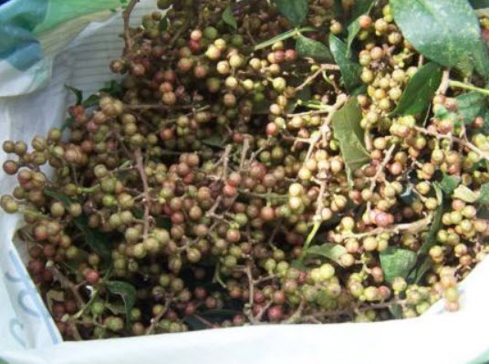 พริกไทยเสฉวน (Sichuan Pepper) / 50 เม็ด (China)*