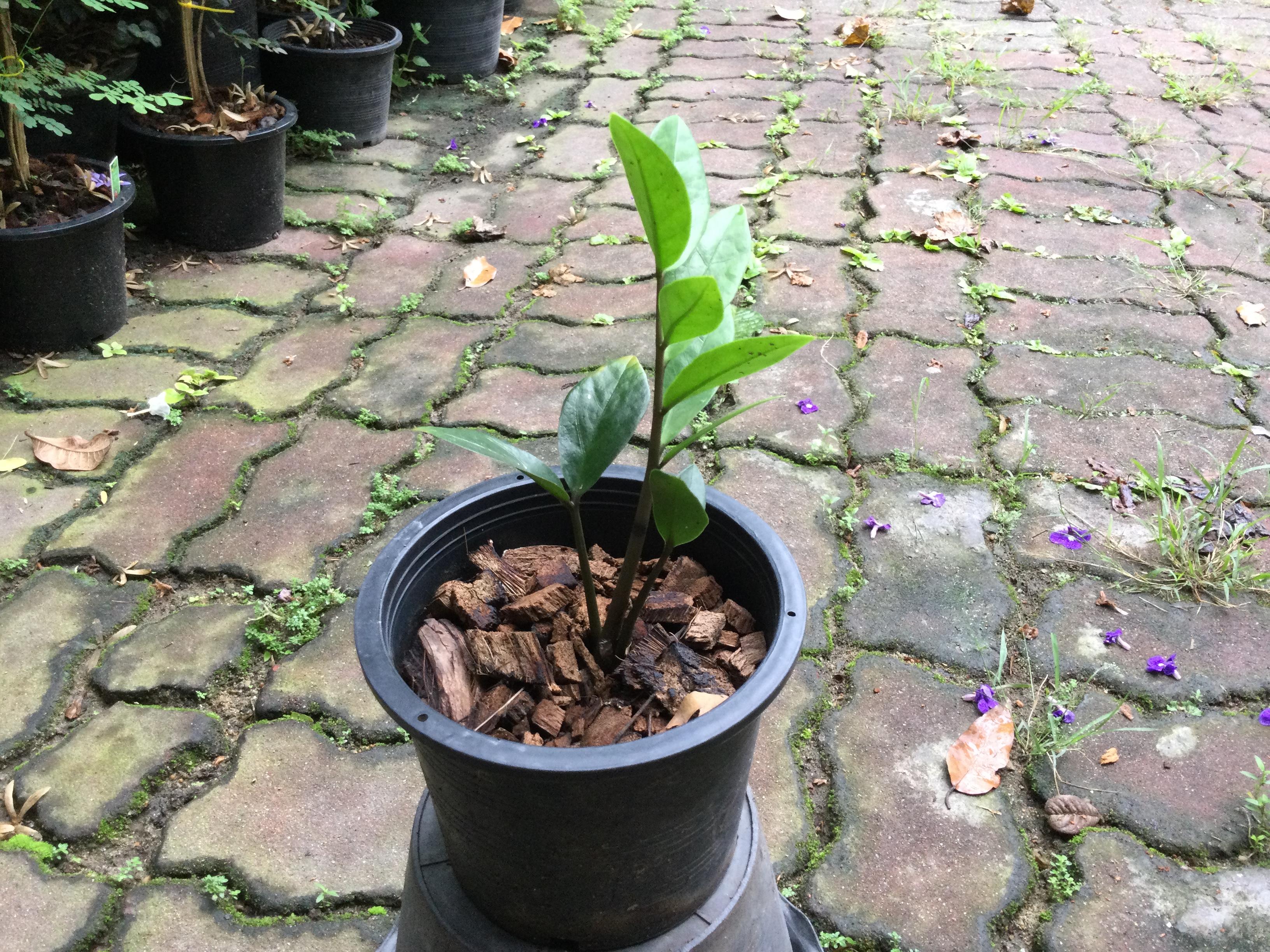 ต้นกวักมรกต กระถาง 6 นิ้ว สไตล์มินิมอล