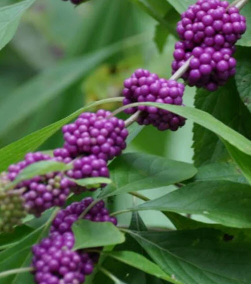 ต้น บิวตี้เบอรี่ beautyberry / ราชาไข่มุก กระถาง 10 นิ้ว