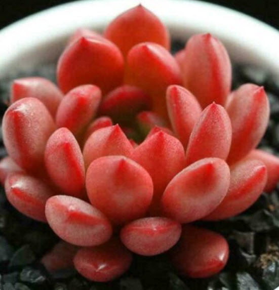 เอชชิวาเรีย ทับทิมชมพู (Echeveria - Pink Ruby) / 100 เม็ด