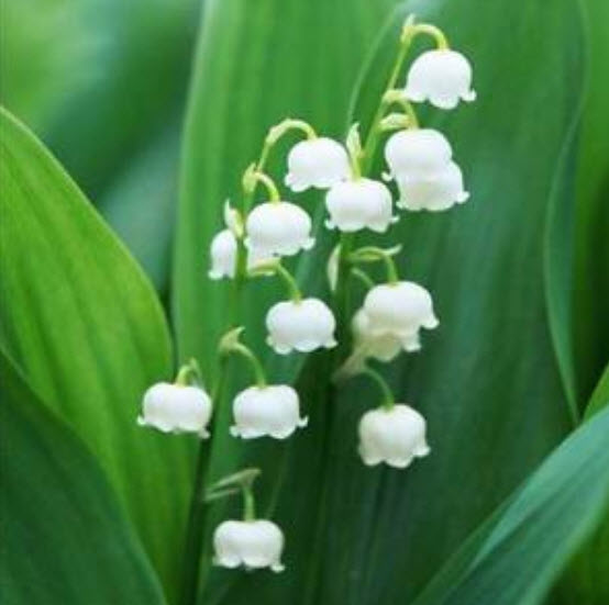 กล้วยไม้ระฆัง (Bell Orchid) สีขาว / 100 เม็ด