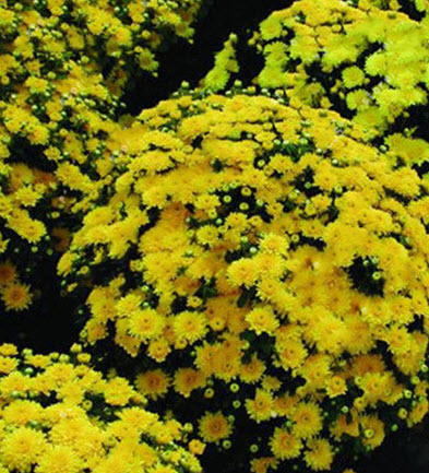 เบญจมาศ คลุมดิน (Ground-cover Chrysanthemum) สีเหลือง / 100 เม็ด