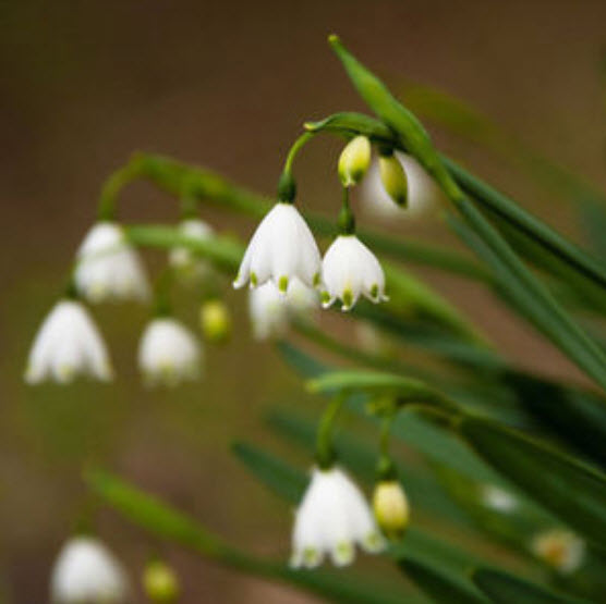 หยาดหิมะ หรือกาแลนธัส (Snowdrop / Galanthus) / 100 เม็ด