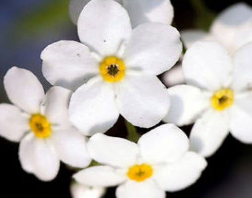 อัลไพน์ ฟอร์เก็ต-มีน็อท (Alpine Forget-me-not) สีขาว / 1,000 เม็ด (UK)
