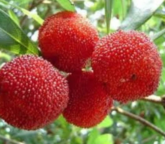 หยางเหมย / ยัมเบอรี่ (Yangmei / Yumberry) แดง / 10 เม็ด (China)