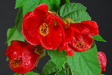 ชบาโคมสีแดง / 5 เม็ด (USA)