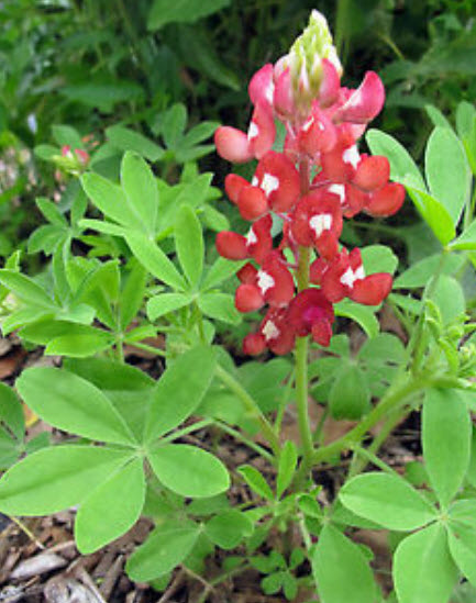 บลูบอนเน็ต มารูน เรด (Bluebonnet - Maroon Red) / 50 เม็ด (USA)