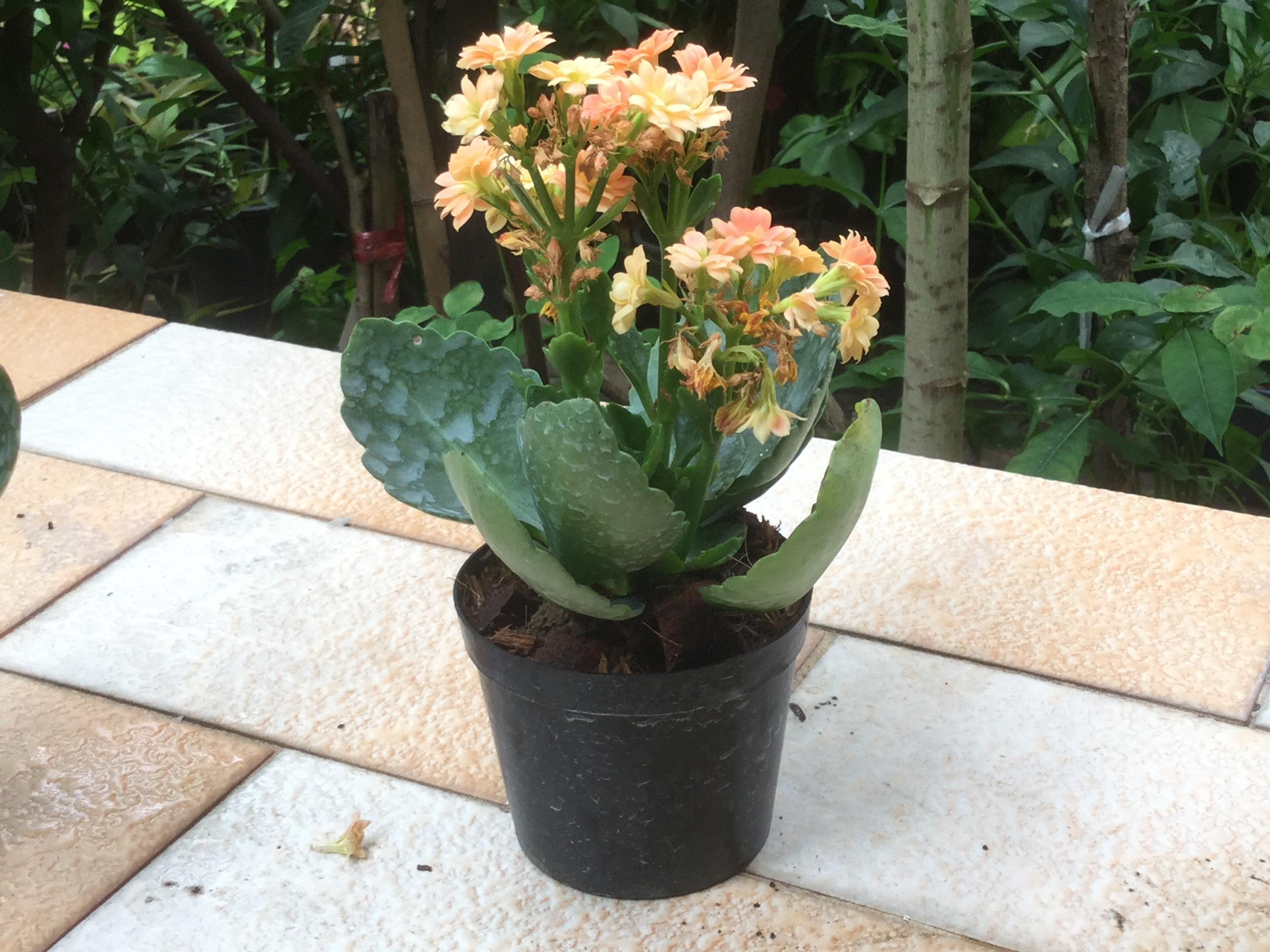 ต้นกุหลาบหิน สีส้ม ซ้อน size-S / ต้น