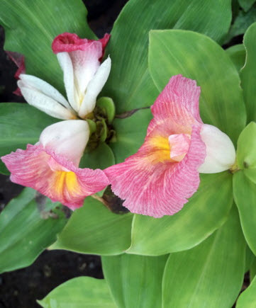 ต้นเอื้องหมายนา (Malay ginger) ดอกชมพู ถุงดำ สูง 40 ซ.ม. ขึ้นไป / ต้น