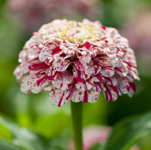 บานชื่น (Zinnia - Pop Art White and Red) / 50 เม็ด (UK)